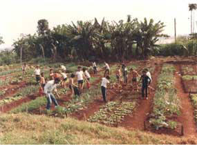 Aula prática de iniciação as técnicas agrícolas que foi desde a sua
inauguração até o início da década de 80.