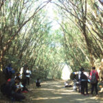 Horto Florestal